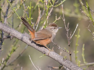  - Dusky-tailed Canastero