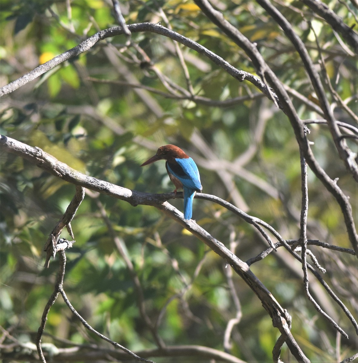 White-throated Kingfisher - Praveen Bennur