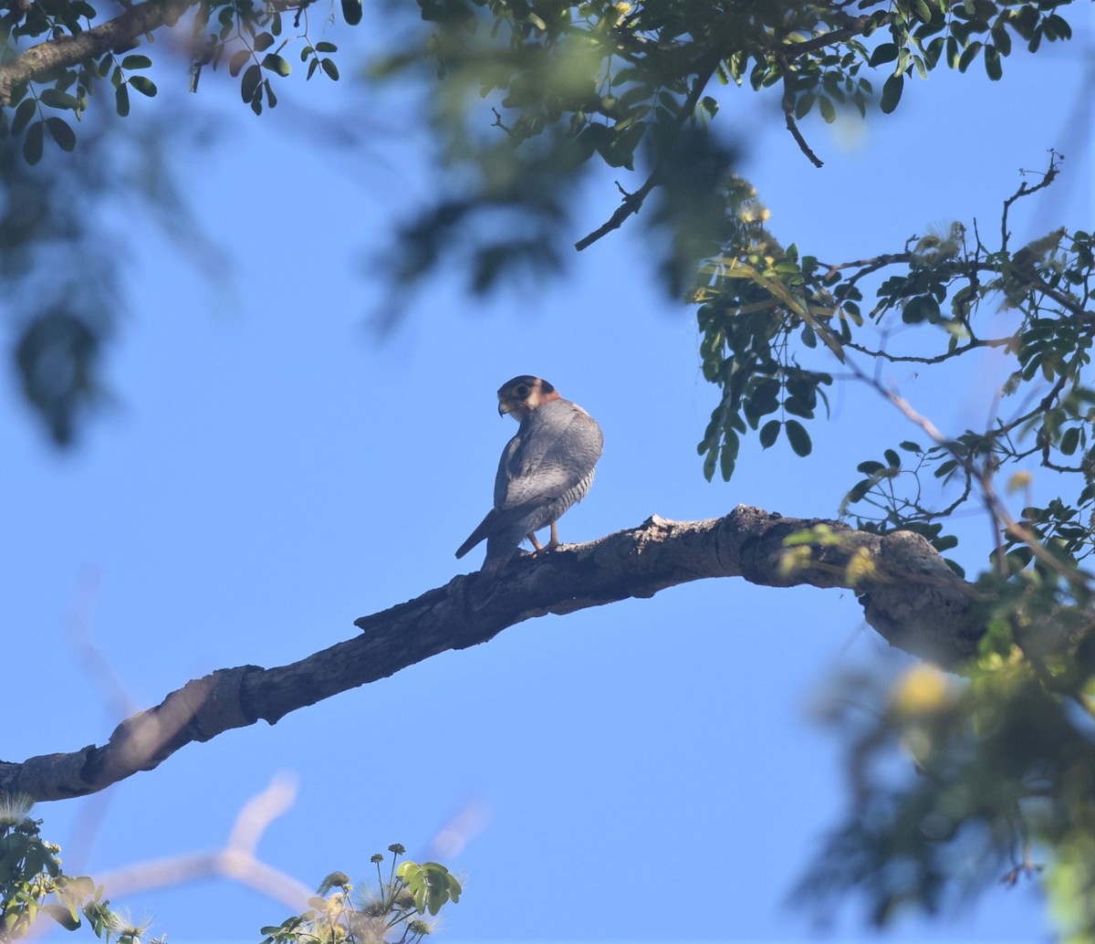 Red-necked Falcon - ML313698171