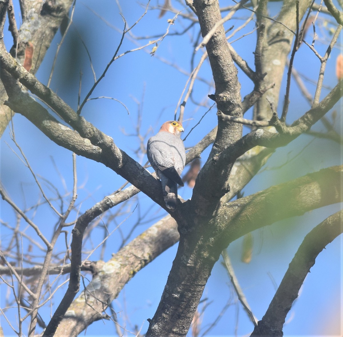 Red-necked Falcon - Praveen Bennur