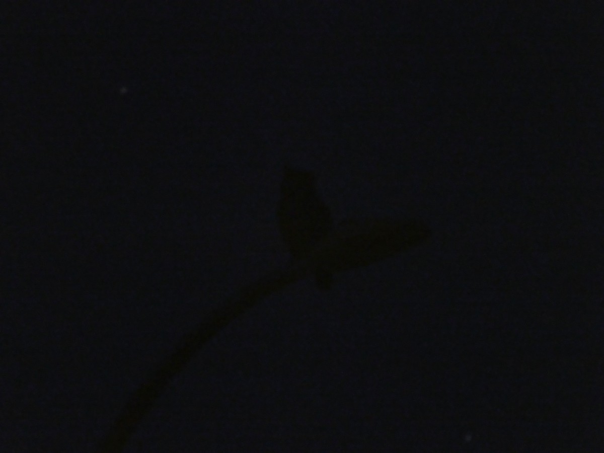 Great Horned Owl - ML313698971