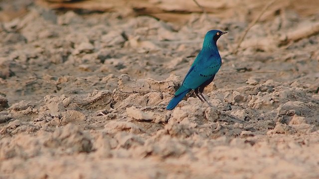 Greater Blue-eared Starling - ML313701901