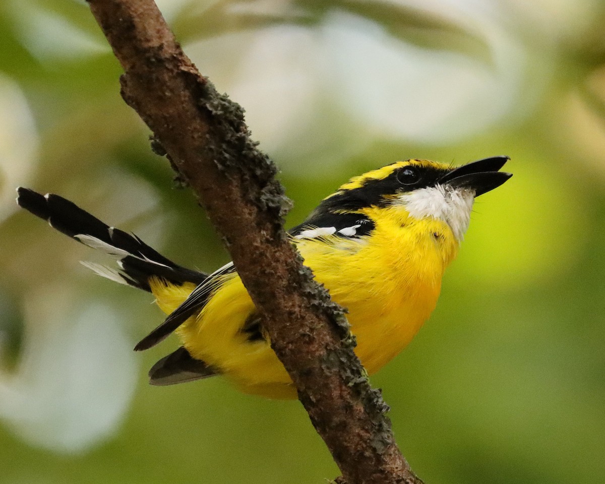 Yellow-breasted Boatbill - ML313702631