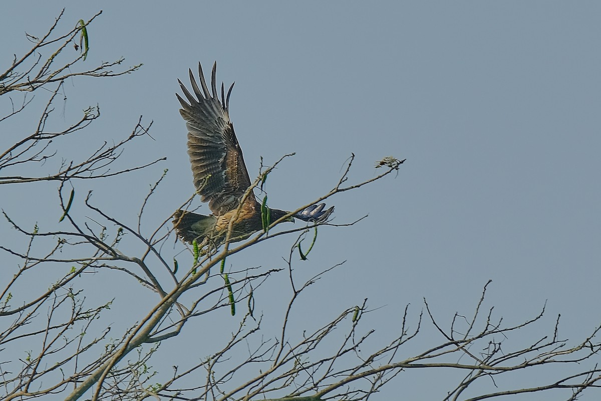Greater Spotted Eagle - Kunal Chakravertti