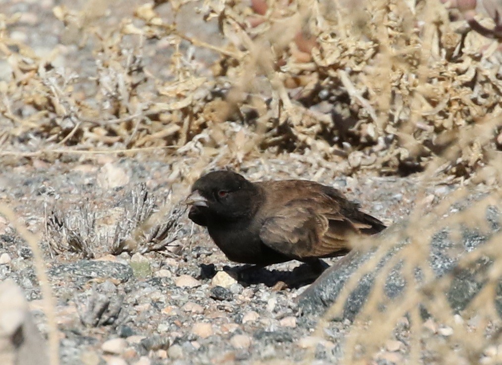 Black-eared Sparrow-Lark - ML313704061