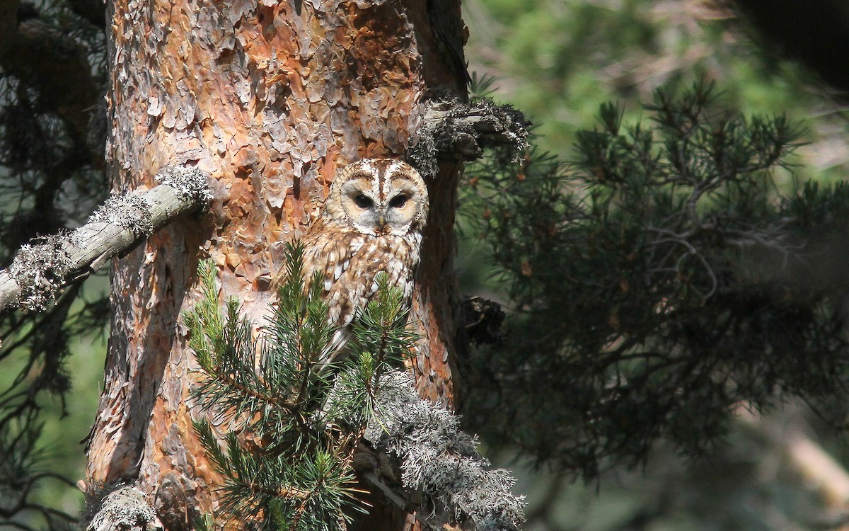 Tawny Owl - Uku Paal