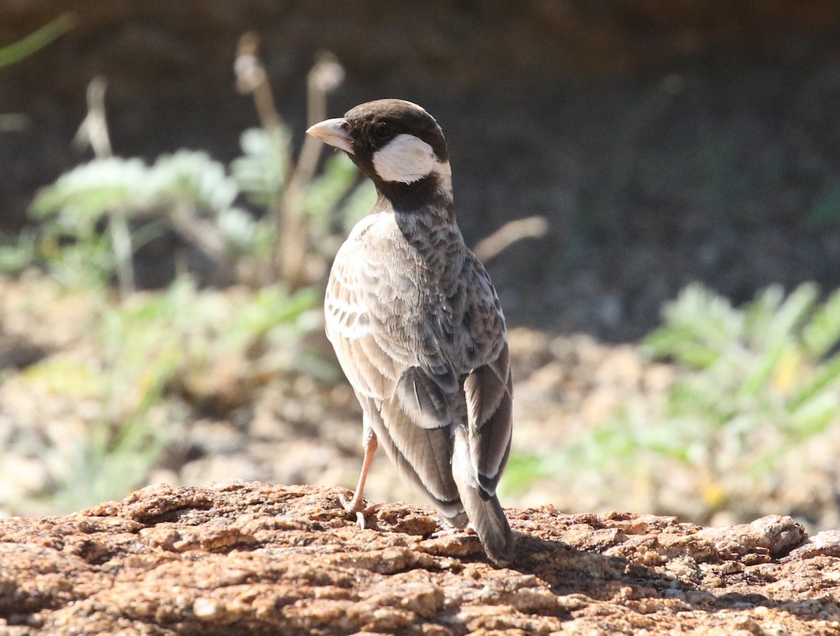 Gray-backed Sparrow-Lark - Roly Pitts