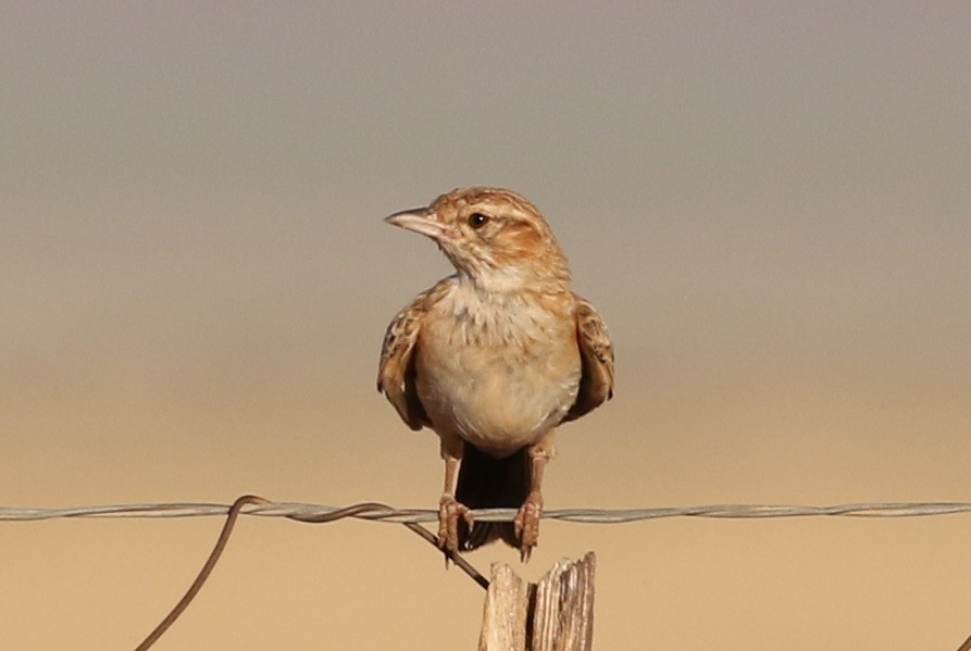 Fawn-colored Lark (Fawn-colored) - Roly Pitts