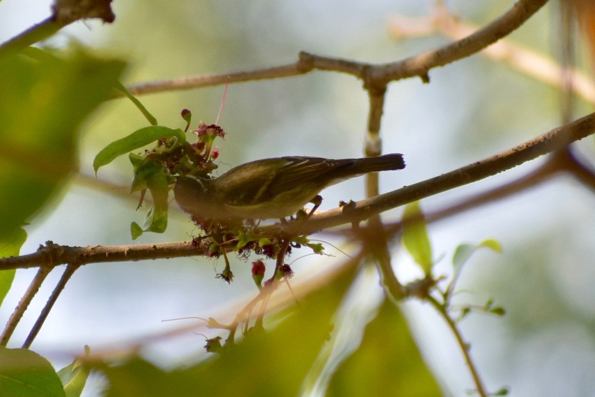 Yellow-browed Warbler - ML313708371