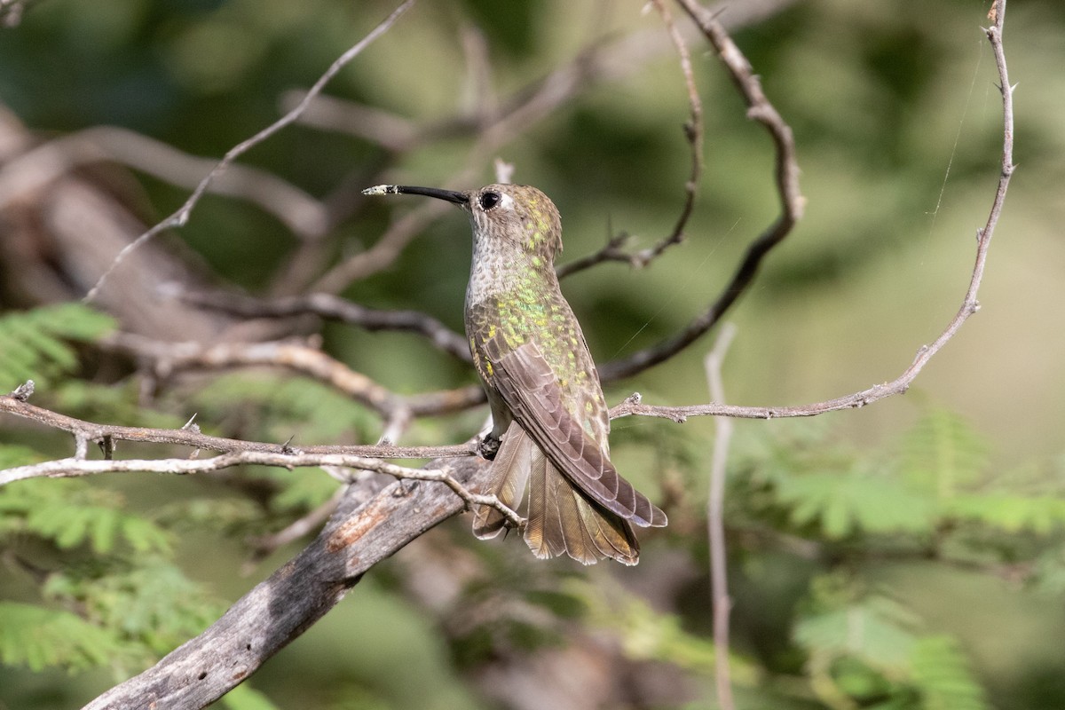Spot-throated Hummingbird - ML313708551