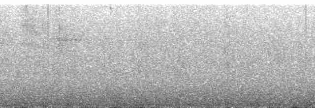 Lyre-tailed Nightjar - ML31371