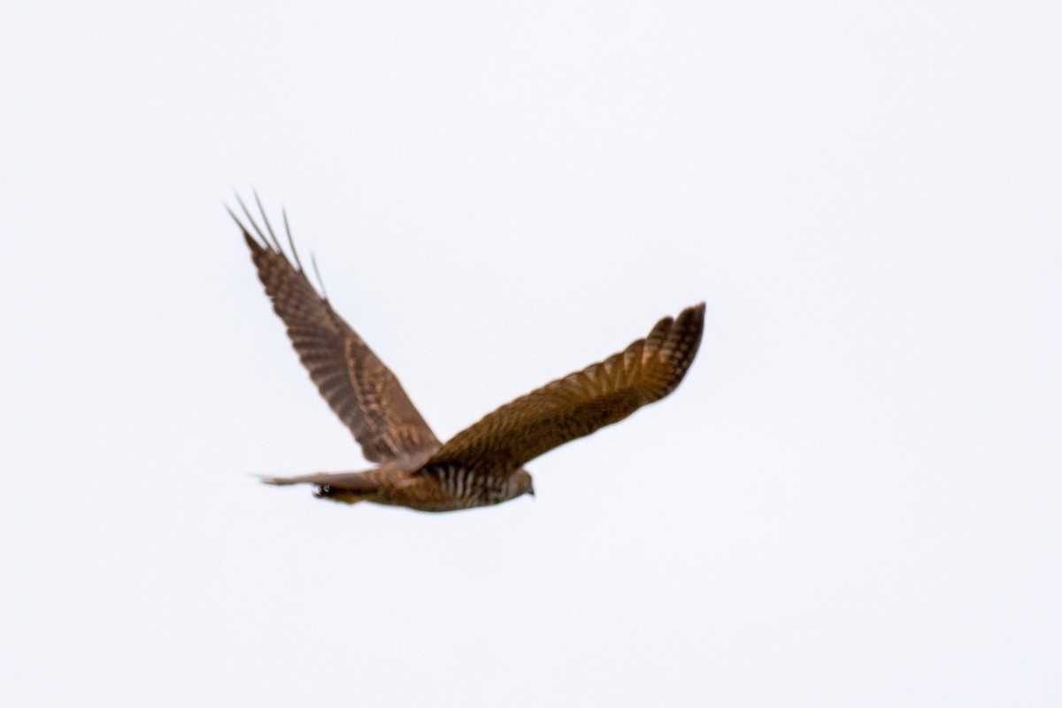 Collared Sparrowhawk - ML313711031