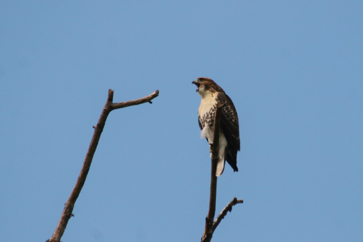 Red-tailed Hawk - Sandy C