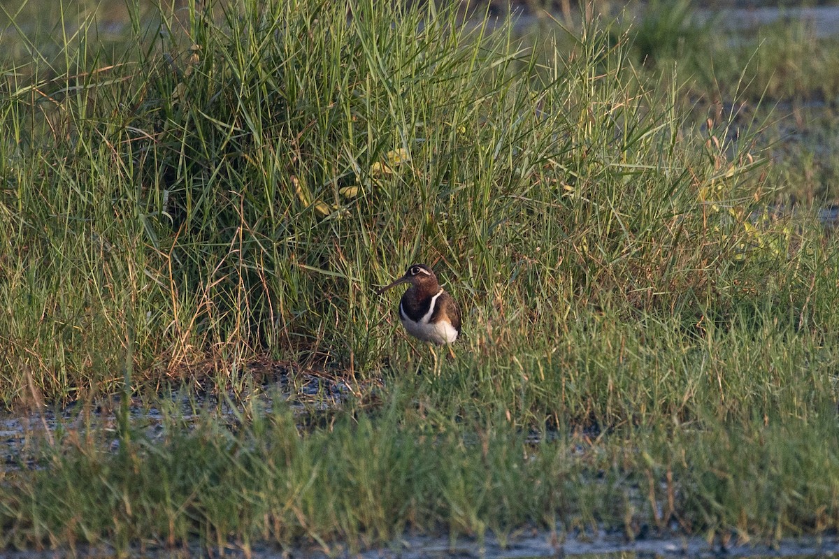 Greater Painted-Snipe - ML313713771