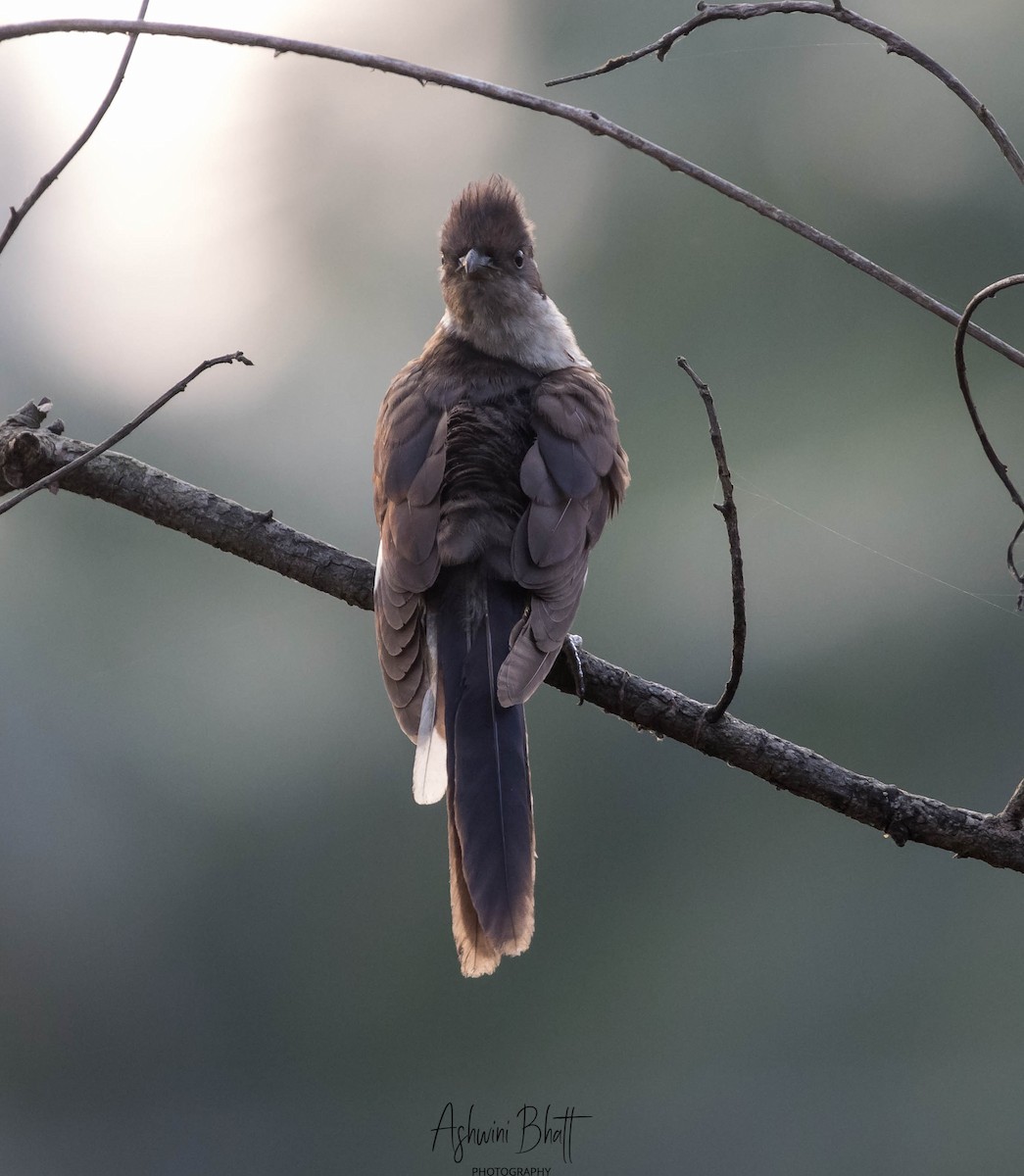 Pied Cuckoo - Ashwini Bhatt