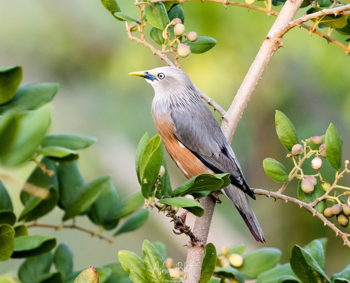 Chestnut-tailed Starling - ML313714971