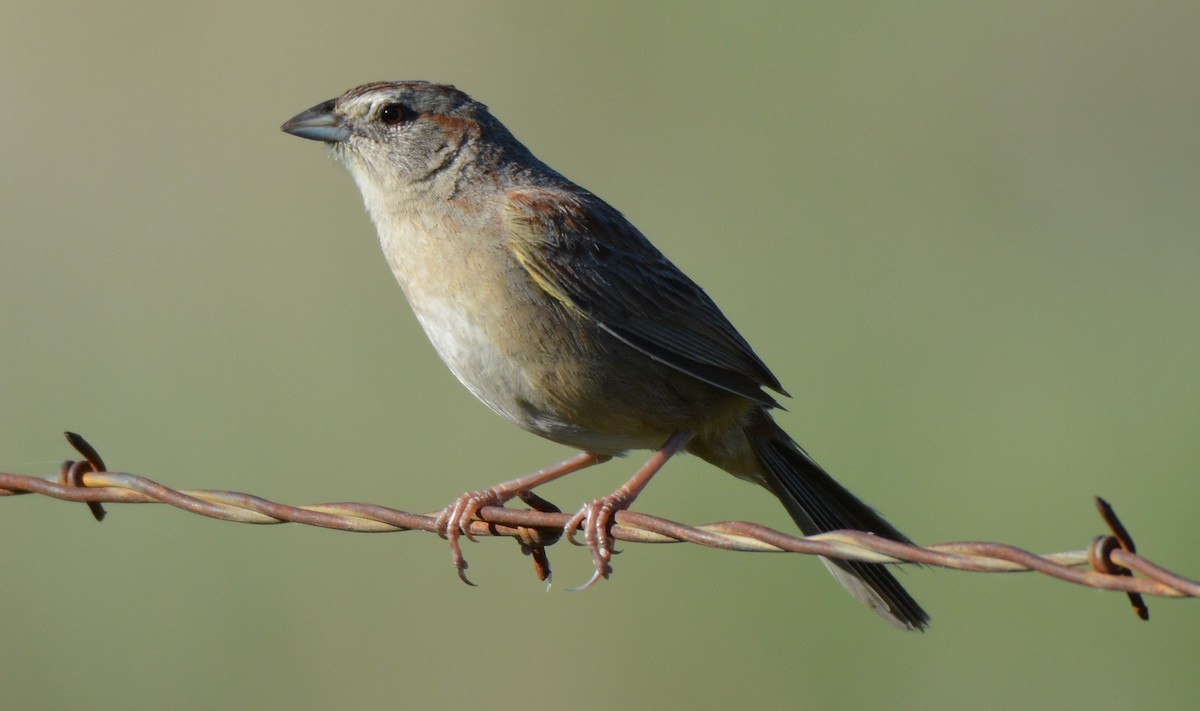 Botteri's Sparrow - Chris Rohrer