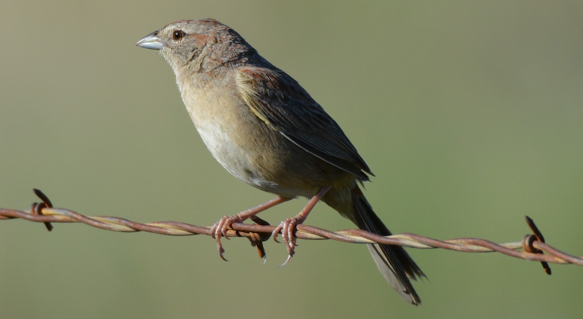 Botteri's Sparrow - Chris Rohrer