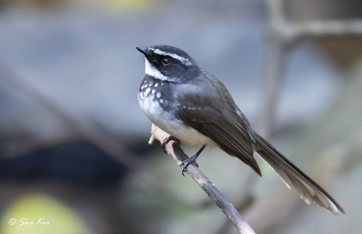 Spot-breasted Fantail - ML313723471