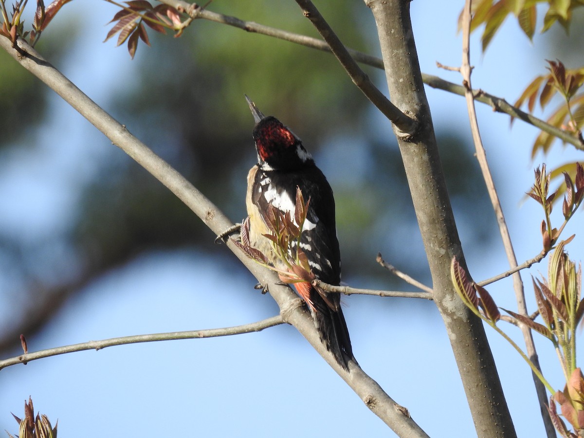Himalayan Woodpecker - ML313723721