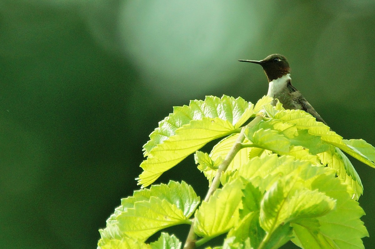 Ruby-throated Hummingbird - Dennis Mersky