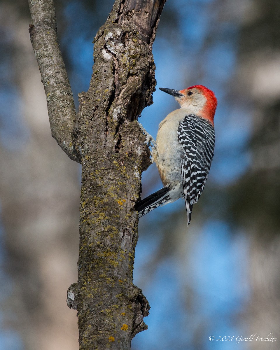 Red-bellied Woodpecker - ML313727681