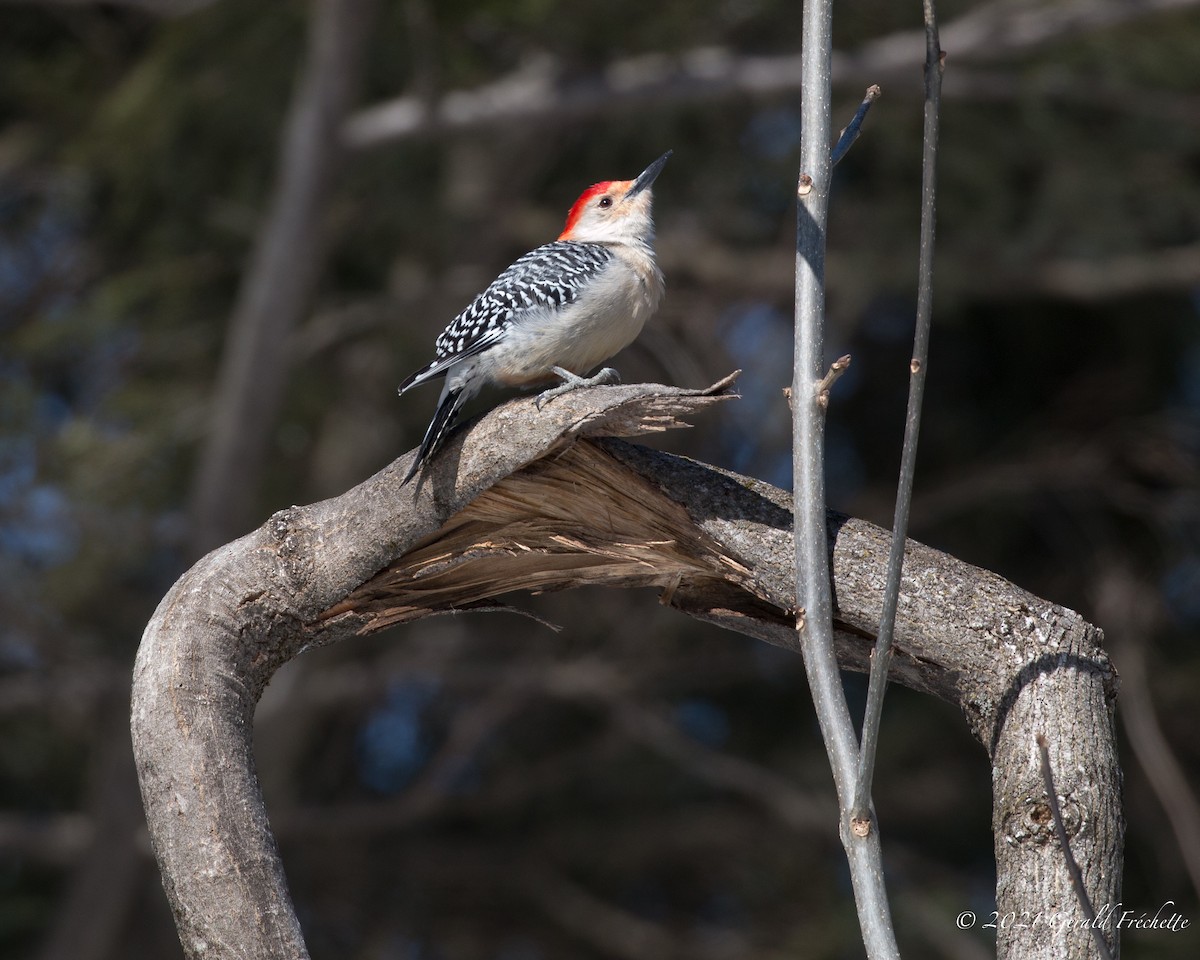 Red-bellied Woodpecker - ML313727691