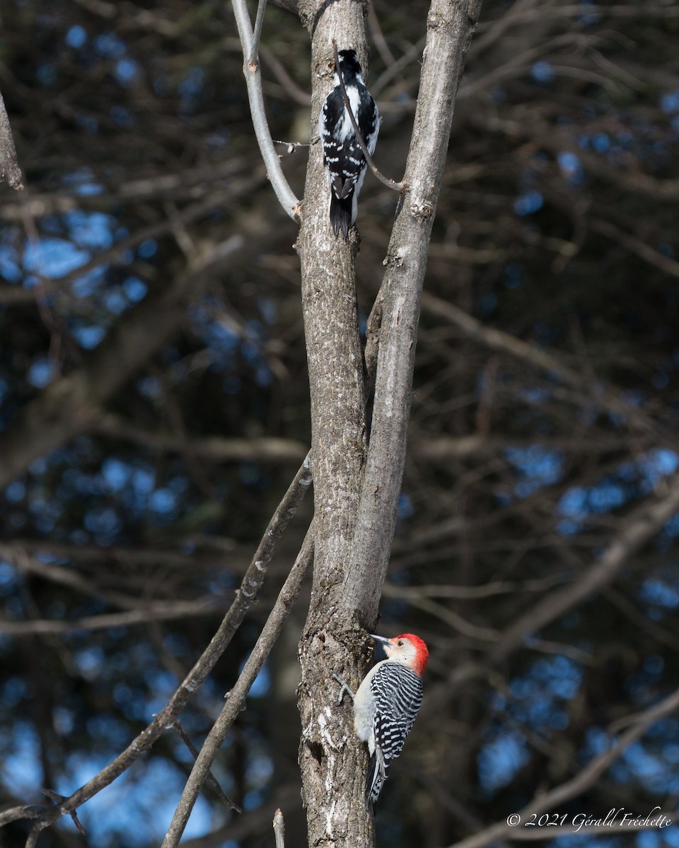 Red-bellied Woodpecker - ML313727701