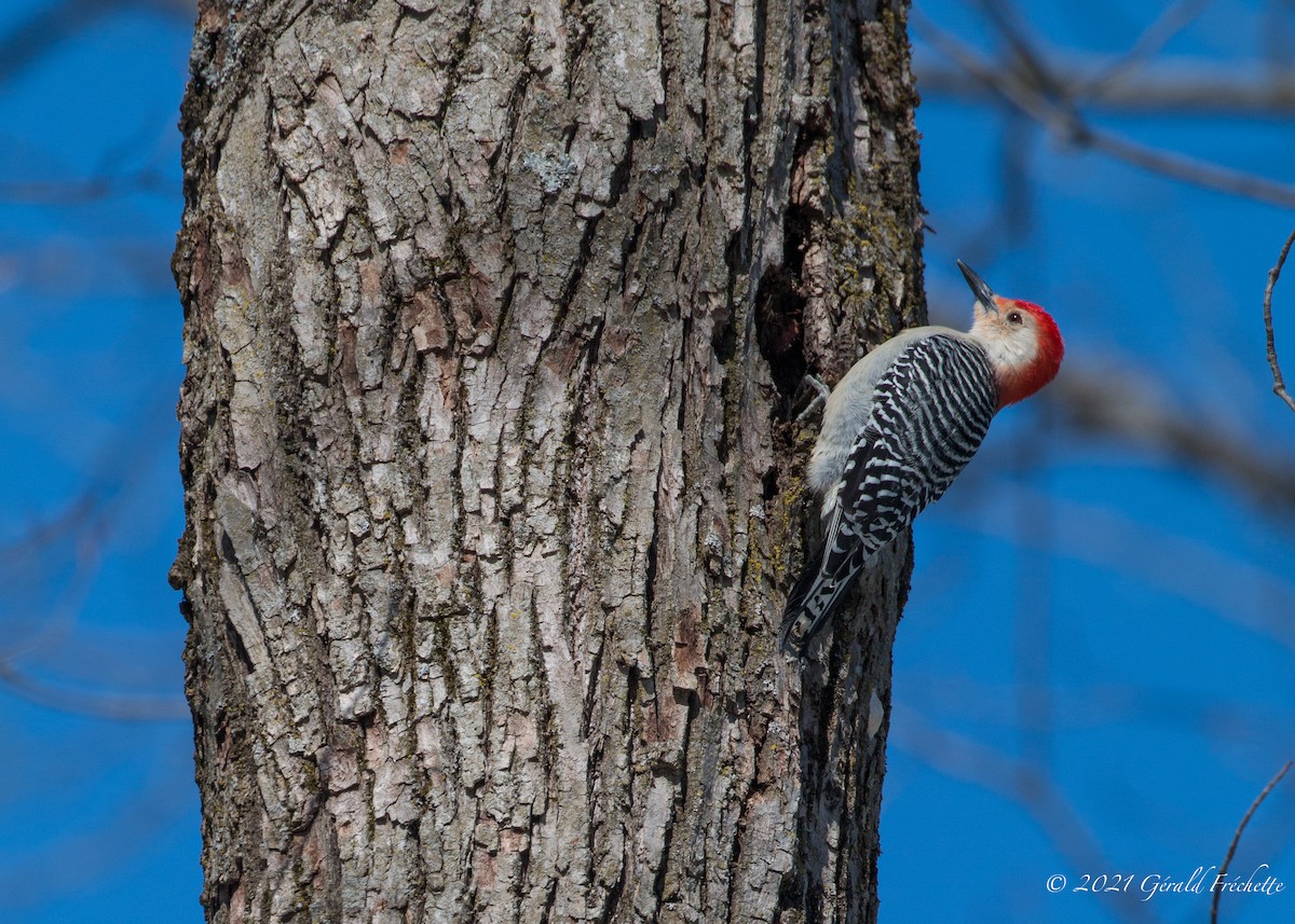Red-bellied Woodpecker - ML313727711