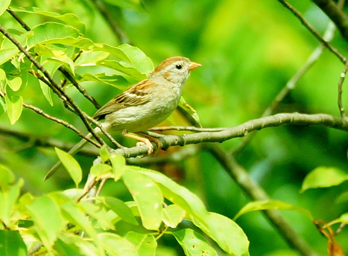 Field Sparrow - Dennis Mersky