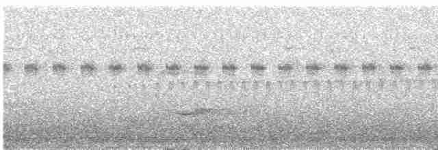  - Sulu Pygmy Woodpecker