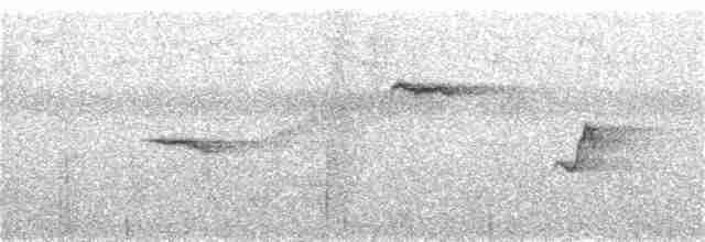 rødhalefluesnapper (ocularis) - ML313731331