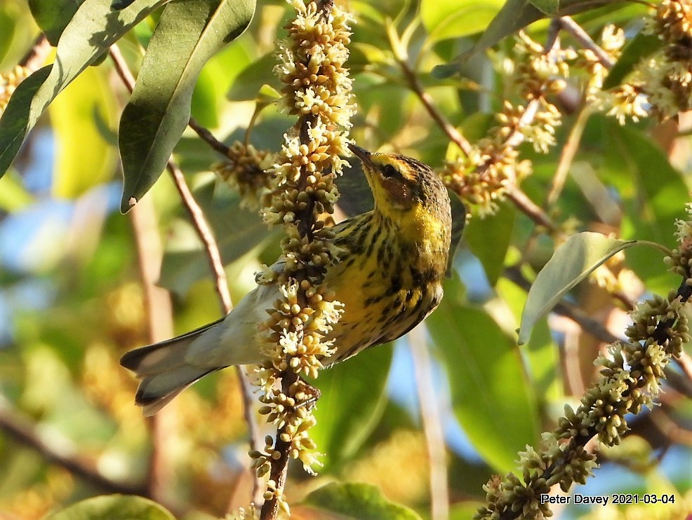 Cape May Warbler - ML313733481