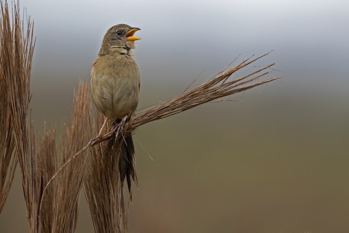Wedge-tailed Grass-Finch - Leonildo Piovesan