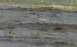 Semipalmated Plover - ML31373991