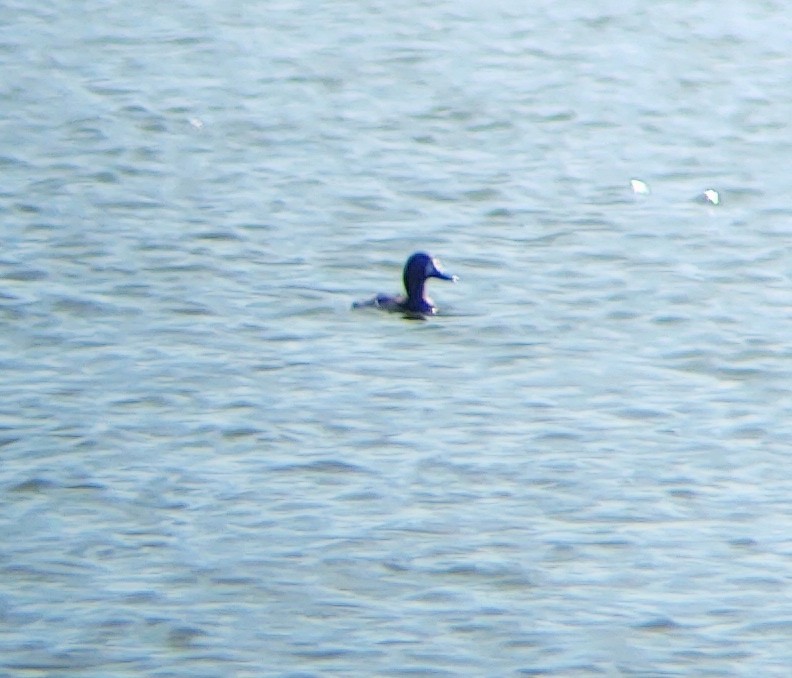 Greater Scaup - ML313742751