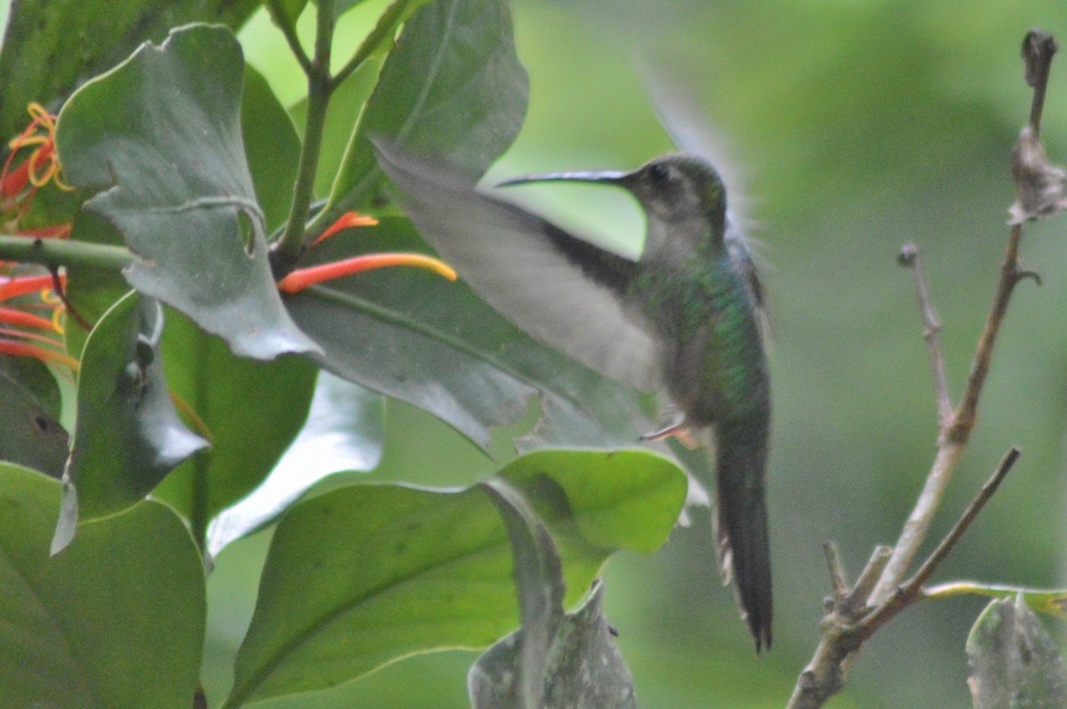 Wedge-tailed Sabrewing (Long-tailed) - ML31374281