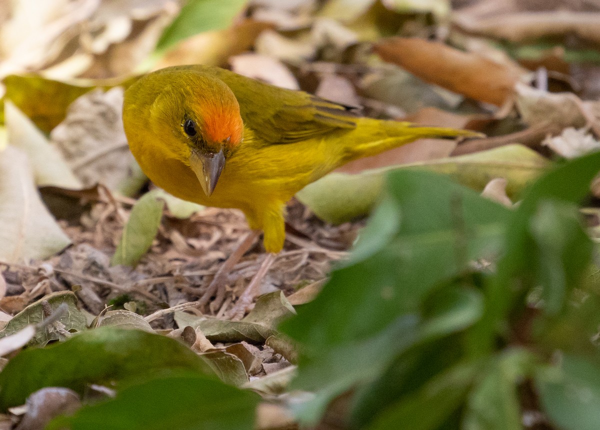 Orange-fronted Yellow-Finch - George Armistead | Hillstar Nature