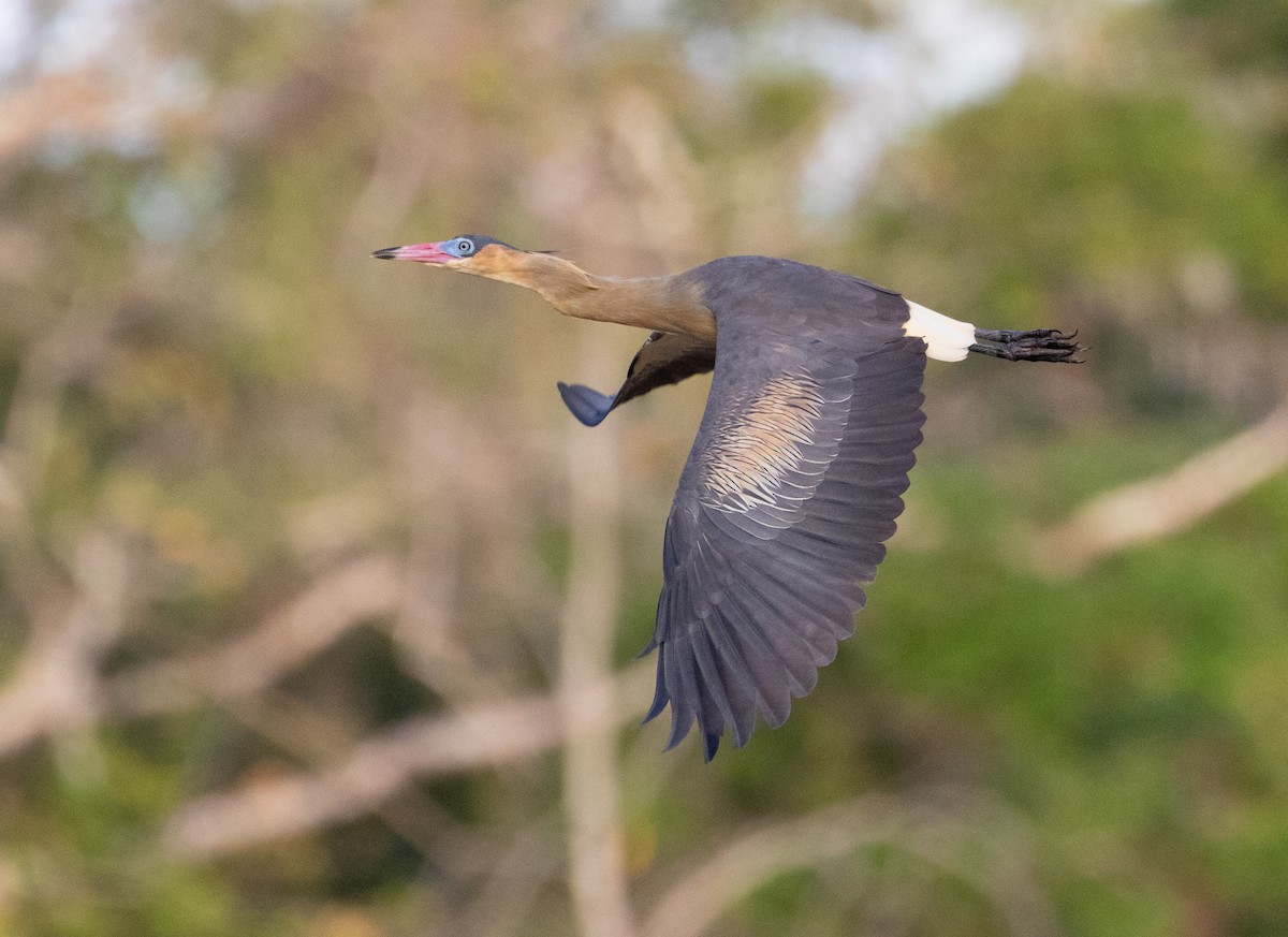 Whistling Heron - George Armistead | Hillstar Nature