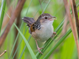  - Indian Grassbird