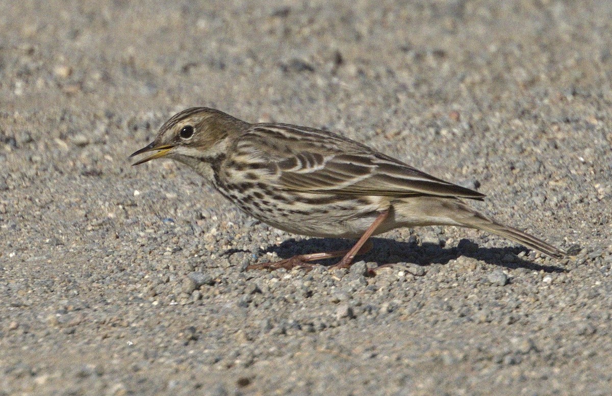 Red-throated Pipit - ML313760741