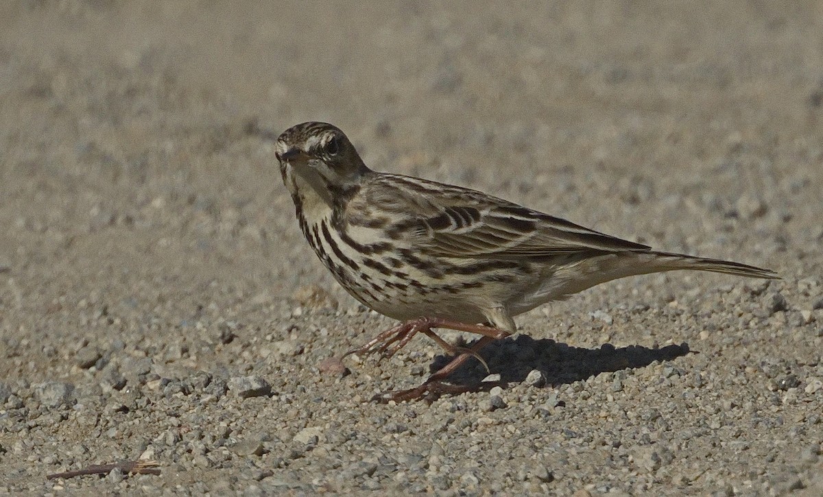 Red-throated Pipit - ML313760771