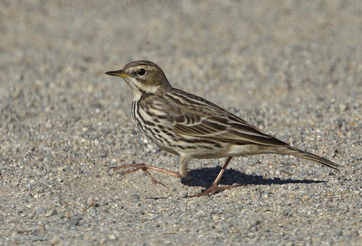 Red-throated Pipit - ML313760781