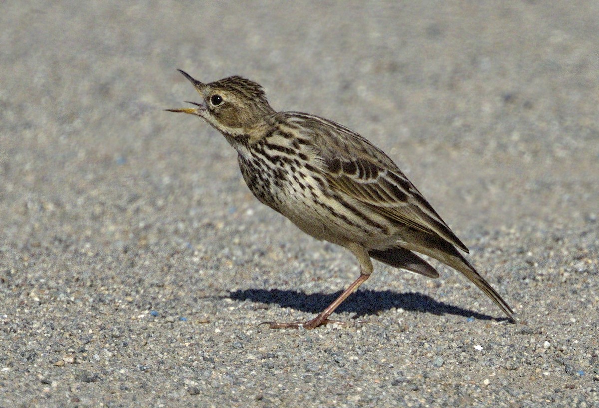 Red-throated Pipit - ML313760821