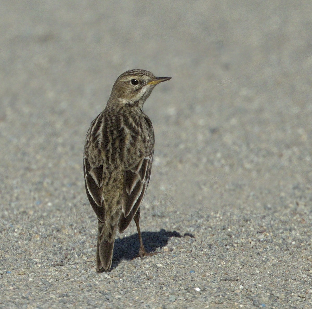 Red-throated Pipit - ML313760851