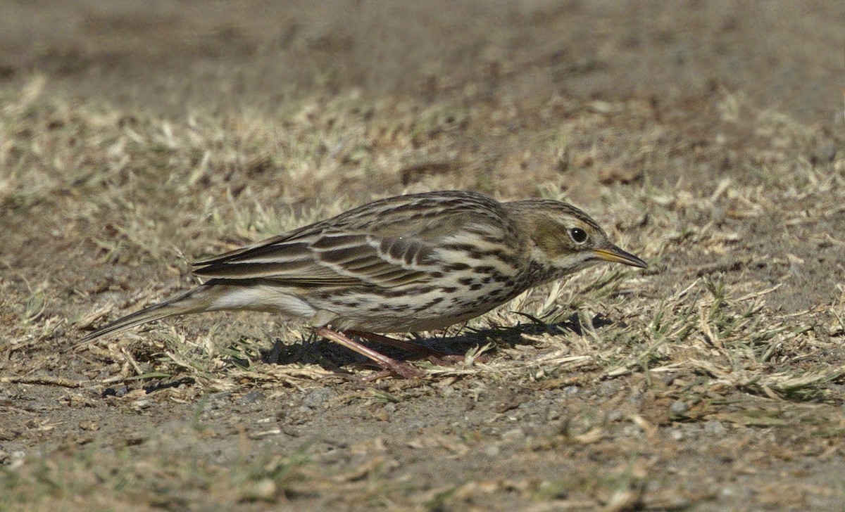Red-throated Pipit - ML313760921
