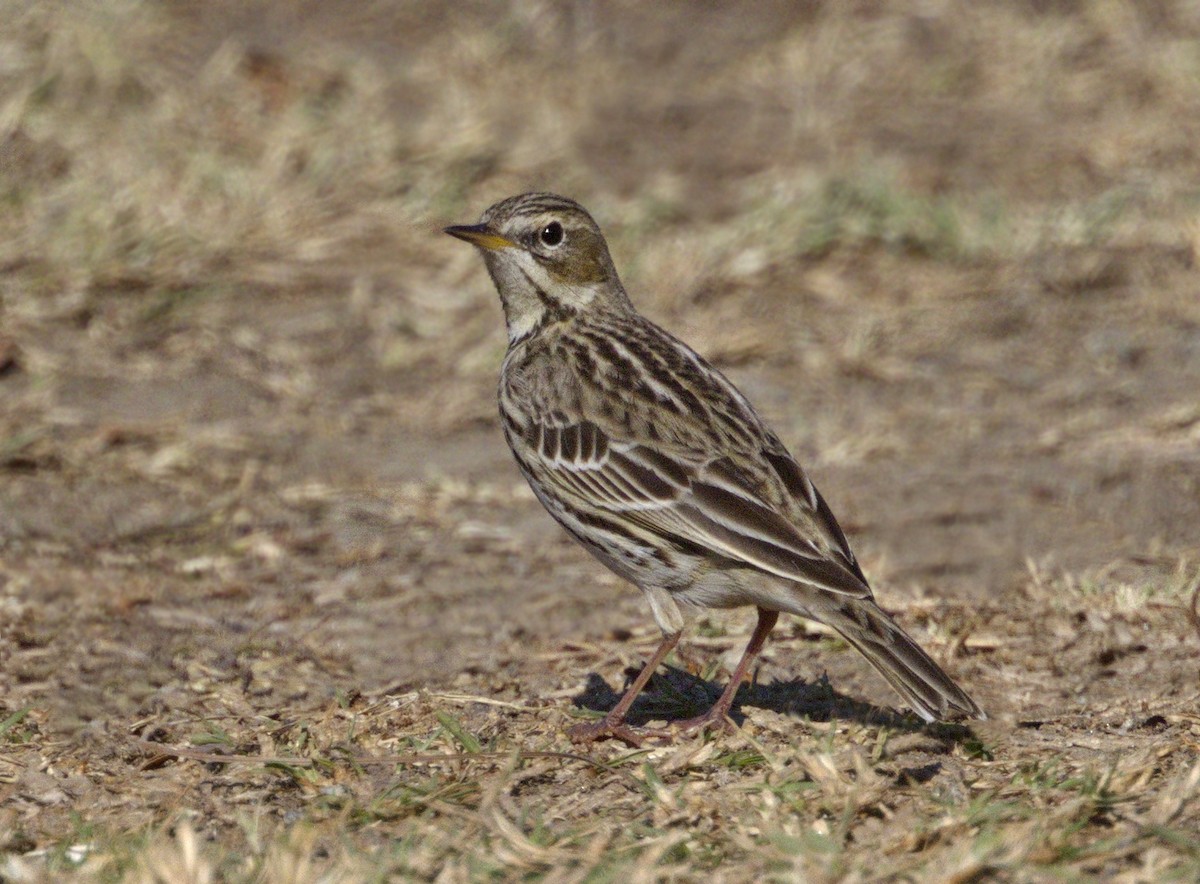 Red-throated Pipit - ML313760931