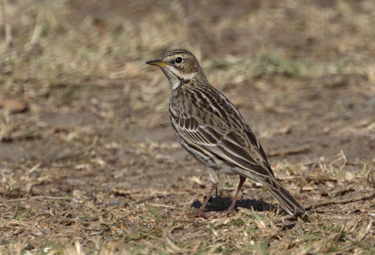 Red-throated Pipit - Iris Kilpatrick