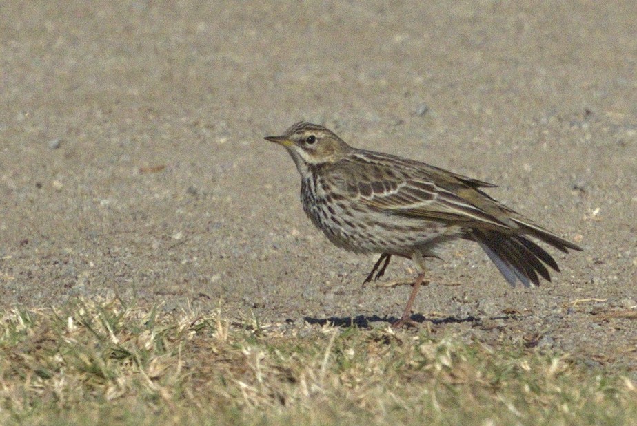 Red-throated Pipit - ML313760991