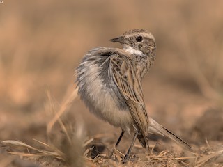  - White-browed Bushchat